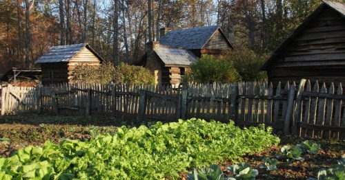 A rustic garden with leafy greens in the foreground, surrounded by wooden fences and historic log cabins in the background.