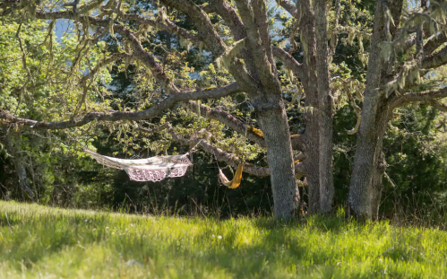 A lace hammock hangs between two trees, surrounded by green grass and dappled sunlight.