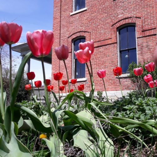 A garden of pink and red tulips in front of a brick building with large windows under a clear blue sky.