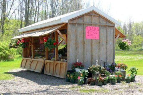 A wooden flower stand with a sign reading "Flowers $16.99," surrounded by potted plants and colorful blooms.