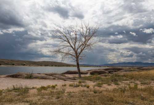 A barren tree stands by a lake under a cloudy sky, surrounded by rocky terrain and distant hills.