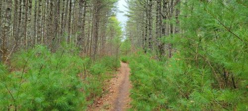 A narrow dirt path winds through a dense forest of tall trees and lush green underbrush.