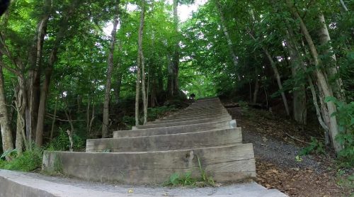 A set of wooden steps leads up through a lush green forest, surrounded by trees and foliage.