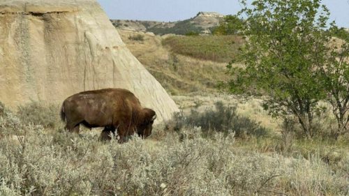 A bison grazes in a grassy landscape with rocky formations and sparse trees in the background.