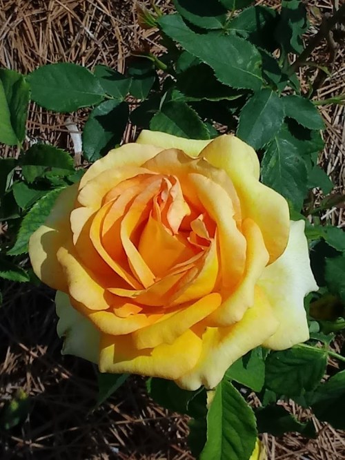 A close-up of a vibrant yellow rose surrounded by green leaves.