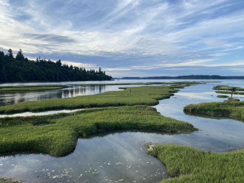 A serene landscape of marshland with lush green grass, calm water, and a cloudy sky reflecting over the horizon.