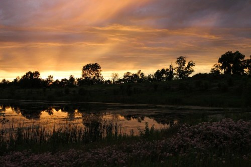 A serene sunset over a calm lake, with silhouettes of trees and flowers in the foreground against a colorful sky.