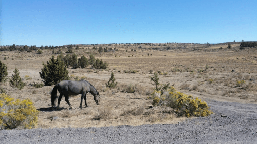 A black horse grazes in a dry, open landscape with sparse vegetation and a clear blue sky.