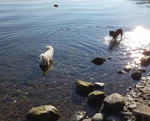 Two dogs play in shallow water by a rocky shore, with sunlight reflecting on the water's surface.