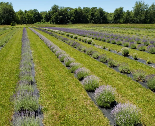 A sunny lavender field with rows of blooming lavender plants and green grass under a clear blue sky.