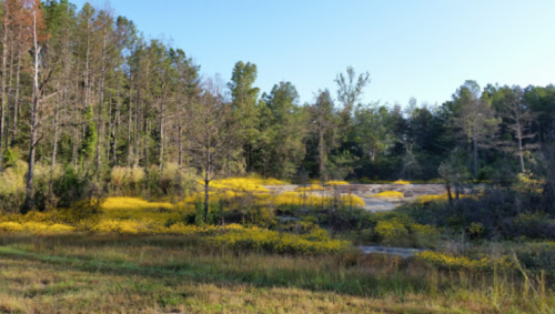 A vibrant field of yellow flowers surrounded by trees under a clear blue sky.