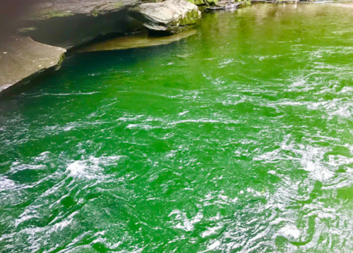 A serene river with vibrant green water flowing over smooth rocks in a natural setting.