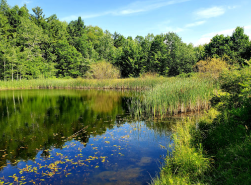 A serene pond surrounded by lush greenery and tall grasses under a clear blue sky.