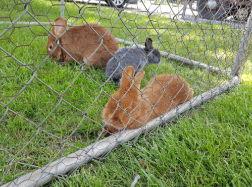 Three rabbits, two brown and one gray, resting on green grass inside a wire enclosure.