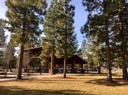 A wooden pavilion surrounded by tall pine trees in a sunny park setting.