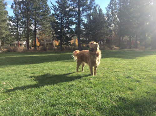 A golden retriever stands on green grass in a sunny park, surrounded by tall trees.