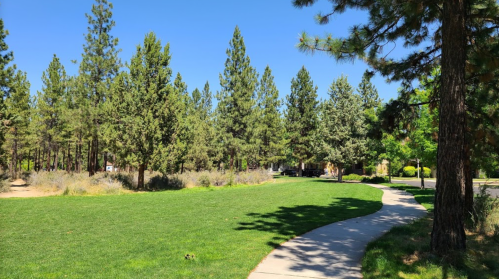 A sunny park scene with a winding path, green grass, and tall pine trees under a clear blue sky.
