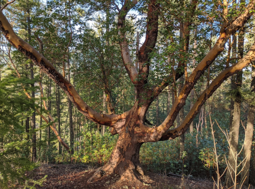 A large tree with a textured, peeling bark and wide branches, surrounded by a lush forest.