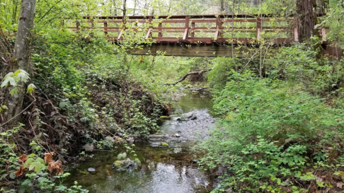 A wooden bridge spans a lush, green area with a small stream flowing beneath it, surrounded by dense foliage.