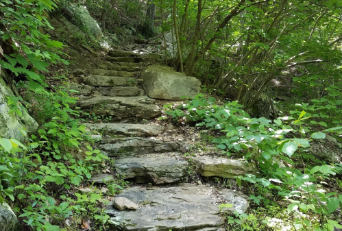 Stone steps winding through a lush green forest, surrounded by plants and trees.