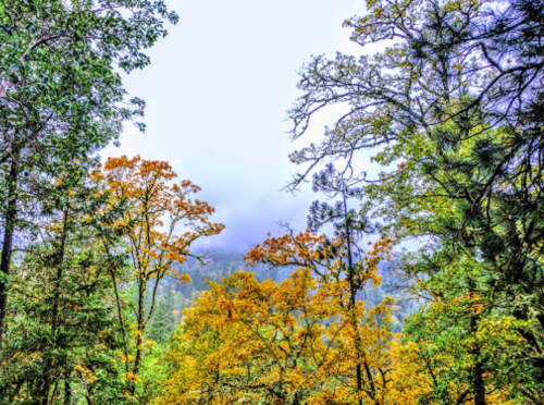A vibrant forest scene with autumn foliage in shades of yellow and green, framed by trees under a cloudy sky.