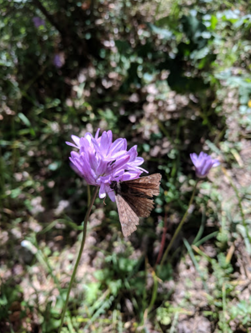 A brown butterfly perched on a purple flower in a natural setting.
