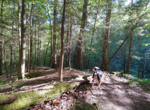 A dog walks along a forest trail surrounded by tall trees and dappled sunlight filtering through the leaves.
