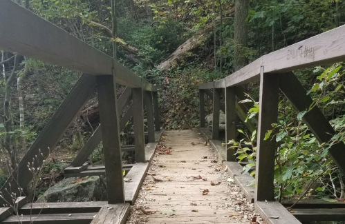 A wooden bridge surrounded by greenery and fallen leaves, leading into a forested area.
