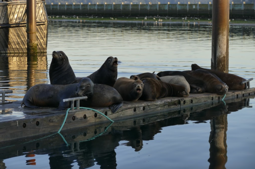 A group of sea lions lounging on a wooden dock by the water, some resting and others vocalizing.