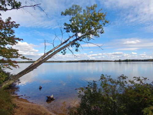 A serene lakeside view with a leaning tree, calm water, and a blue sky dotted with clouds.