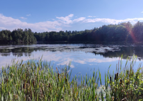 A serene lake surrounded by lush greenery and trees, reflecting a clear blue sky with scattered clouds.