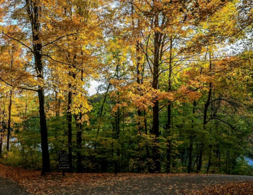 A serene forest scene with vibrant autumn leaves in shades of yellow and orange, covering the ground and trees.
