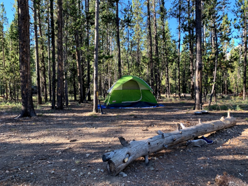 A green tent set up in a forest clearing surrounded by tall trees and a fallen log on the ground.
