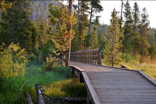 A wooden bridge winding through a lush green forest with tall trees and soft sunlight filtering through.