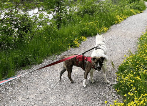 Two dogs on leashes walking along a gravel path lined with green grass and yellow flowers.