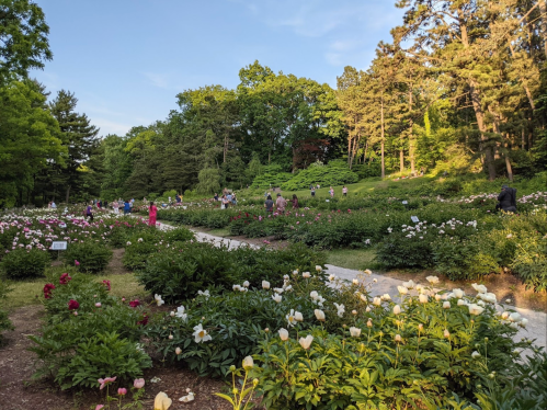 A vibrant garden filled with blooming flowers and people strolling along winding paths under a clear blue sky.