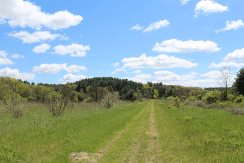 A dirt path stretches through a green field under a blue sky with fluffy white clouds and trees in the background.
