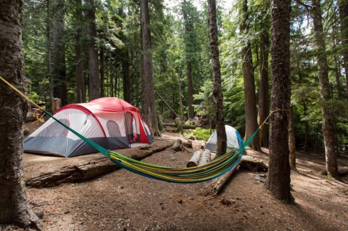 A campsite in a forest with a red tent, a hammock between trees, and logs scattered on the ground.