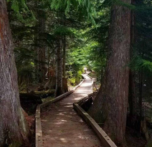 A winding wooden path through a lush forest, flanked by tall trees and greenery.
