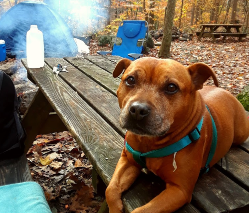 A brown dog with a blue harness rests on a wooden picnic table at a campsite surrounded by autumn foliage.