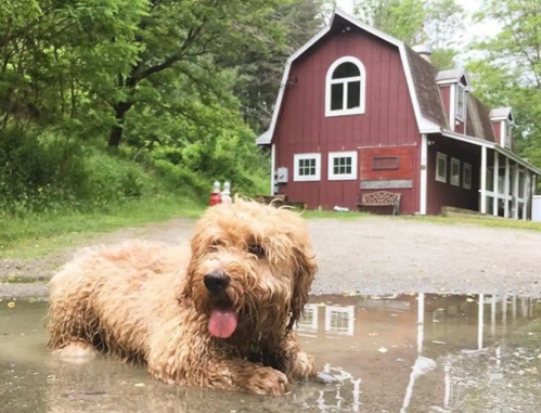 A fluffy dog relaxes in a puddle near a red barn surrounded by greenery.