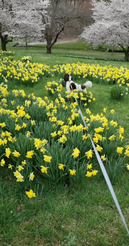 A dog stands in a field of bright yellow daffodils, with cherry blossom trees in the background.