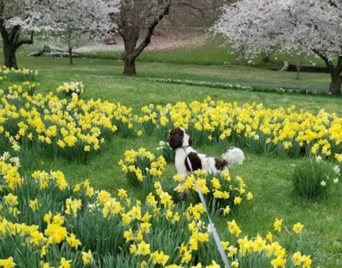 A dog stands among vibrant yellow daffodils in a park, with blooming cherry trees in the background.