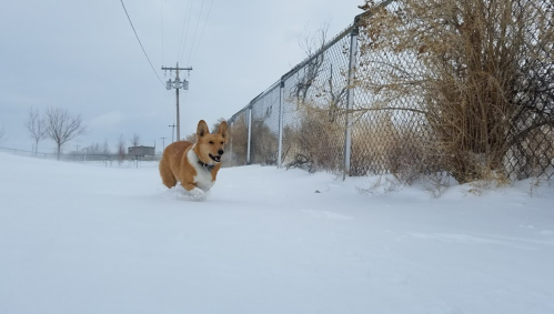 A corgi joyfully runs through a snowy landscape near a fence, with trees and power lines in the background.