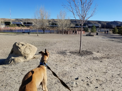 A dog on a leash stands in a park, looking towards people walking in the distance near a tree and a large rock.