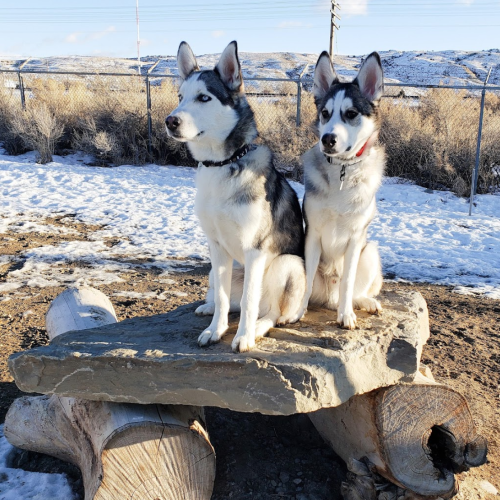 Two husky dogs sit on a large log in a snowy landscape, with a clear blue sky in the background.