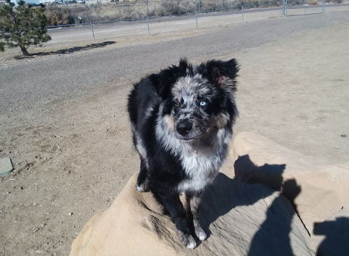 A black and gray dog with blue eyes stands on a rock in a sandy area, with a fence and trees in the background.