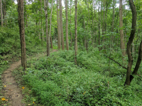 A lush green forest with tall trees and a winding dirt path through dense undergrowth.