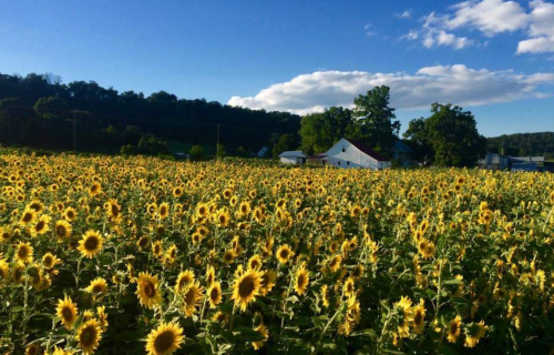 A vibrant field of sunflowers under a blue sky, with a white house and trees in the background.