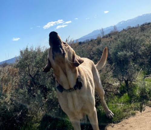A dog howling outdoors with mountains in the background and a clear blue sky.